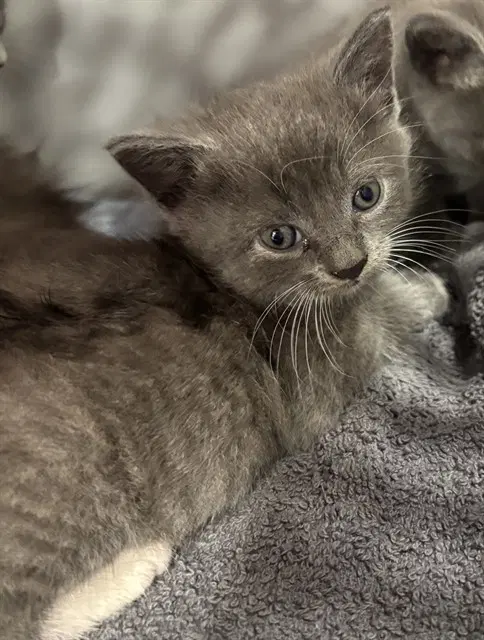 Alexei - Domestic Short Hair