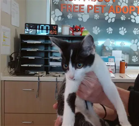 Jessie - Domestic Short Hair