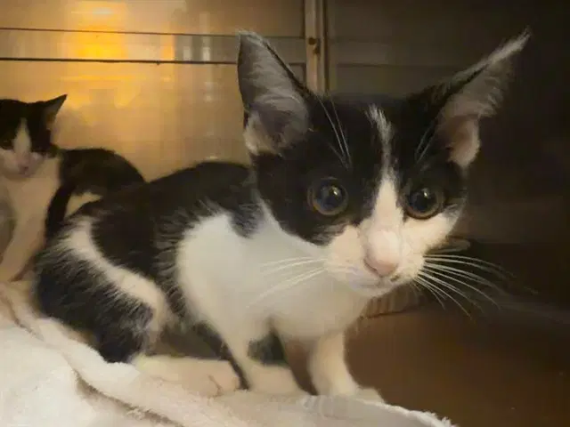 Jessie - Domestic Short Hair