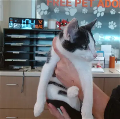 Woody - Domestic Short Hair