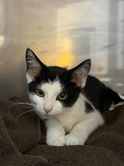 Buzz Lightyear - Domestic Short Hair