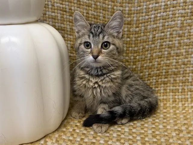 Little Angel - Domestic Medium Hair
