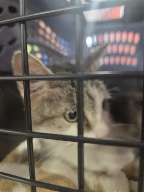 Lemur - Domestic Medium Hair