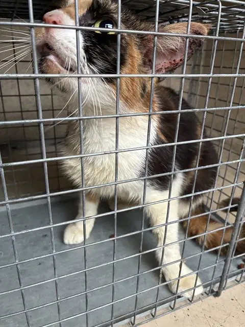 Lemon - Domestic Short Hair