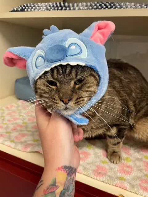 Ramped Up - Domestic Short Hair