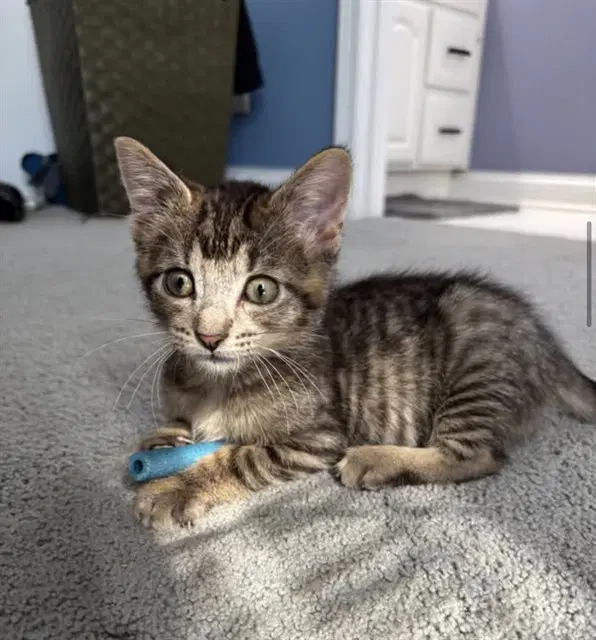 Charlie image 1