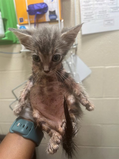 KITTEN 1