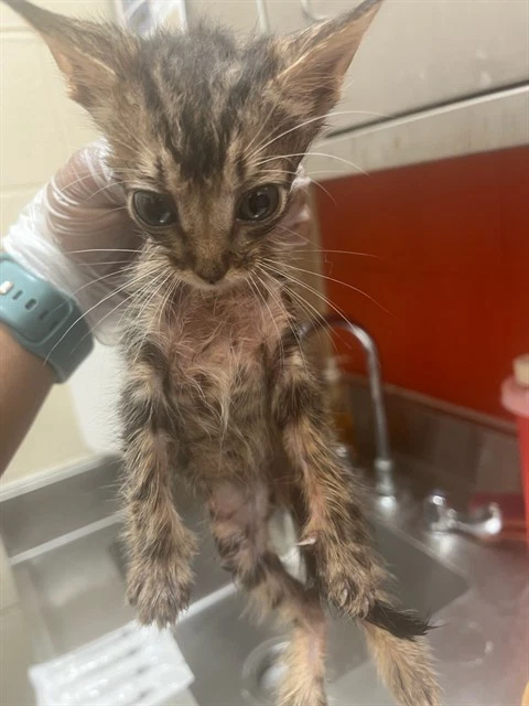Kitten
