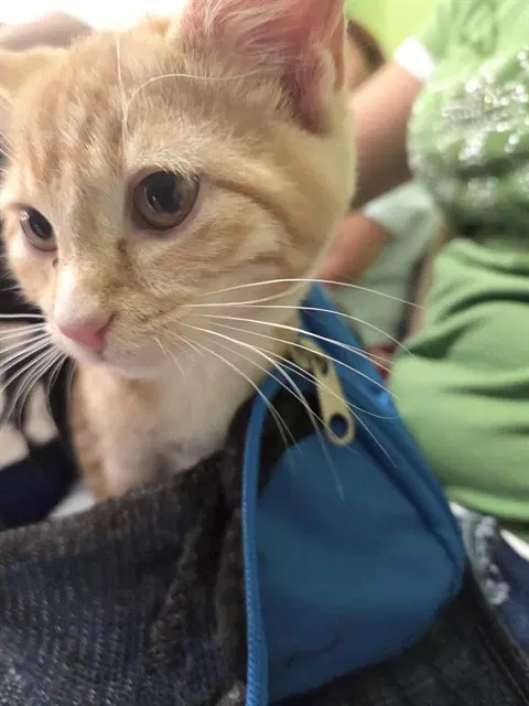Crow - Domestic Short Hair