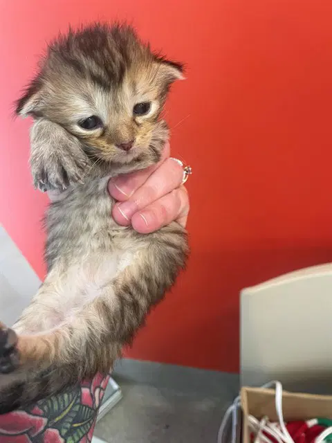 Felix - Domestic Medium Hair