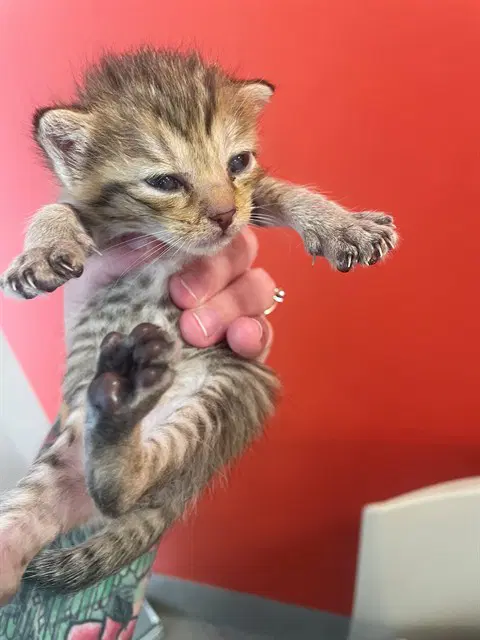 Oliver - Domestic Medium Hair