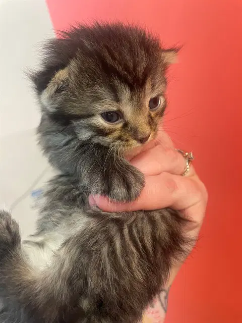 Barnaby - Domestic Medium Hair