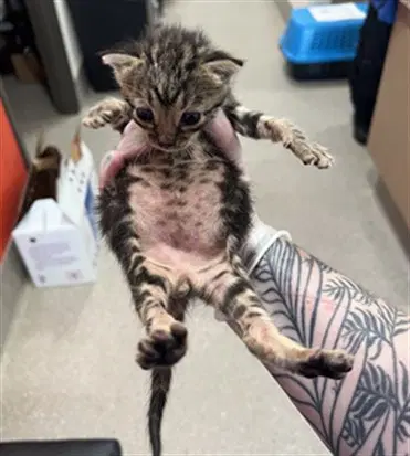 Oliver - Domestic Short Hair
