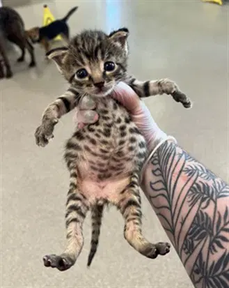 Barnaby - Domestic Short Hair