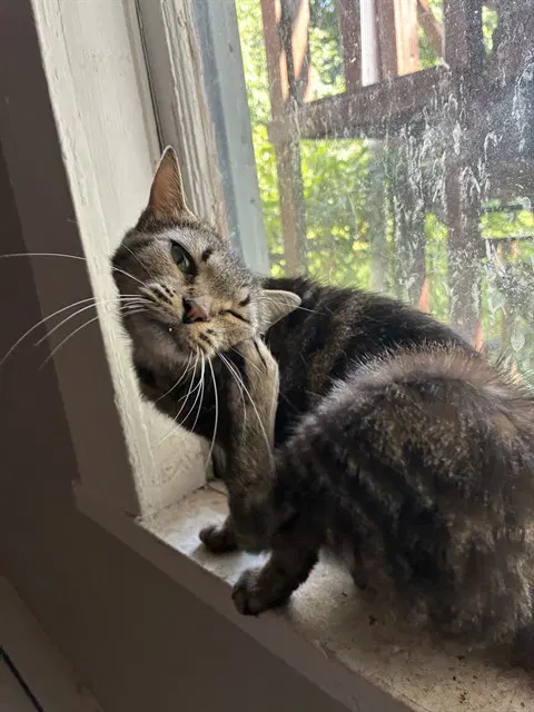 Fresca - Domestic Short Hair