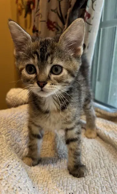 Tangerine - Domestic Short Hair