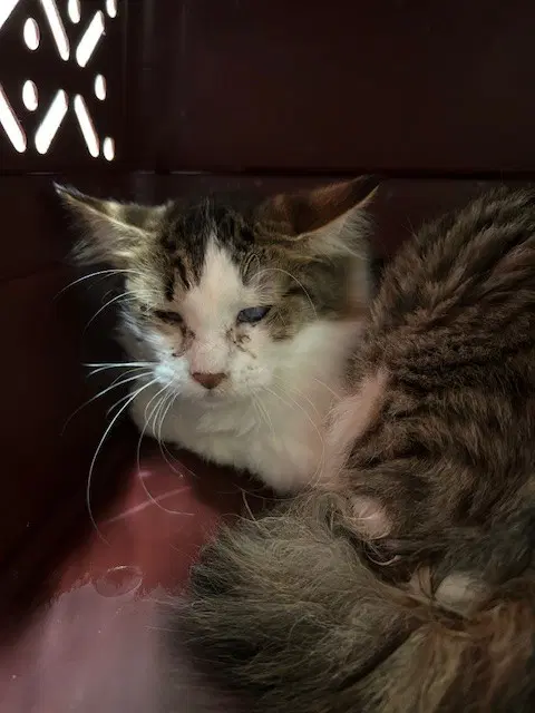 Willow - Domestic Medium Hair