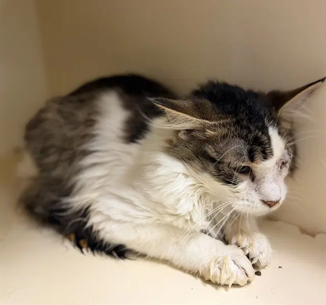 Willow - Domestic Medium Hair