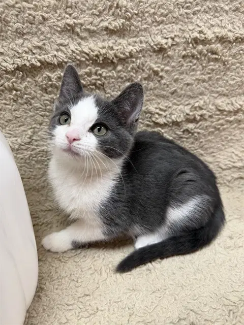 Oliver - Domestic Short Hair