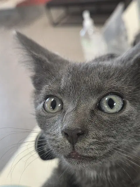 Barnaby - Domestic Short Hair