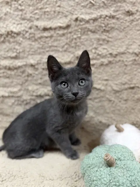 Barnaby - Domestic Short Hair