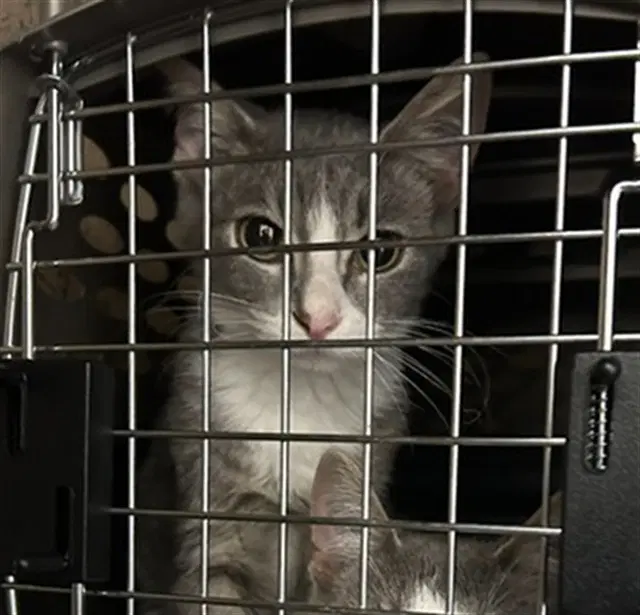 Precious - Domestic Short Hair