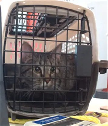 Unknown - Domestic Short Hair