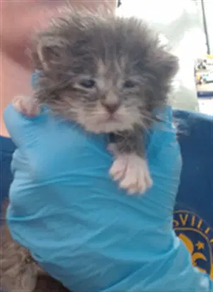 Delia - Domestic Medium Hair