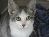 adoptable Cat in orange, CA named BILLY JOE