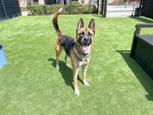 adoptable Dog in Orange, CA named CHLOE