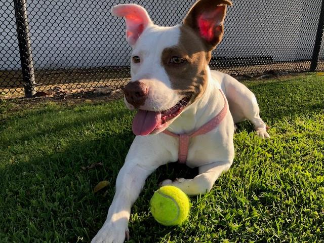 adoptable Dog in Orange, CA named CALI