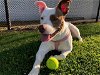 adoptable Dog in orange, CA named CALI