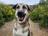 adoptable Dog in Orange, CA named HUBBARD