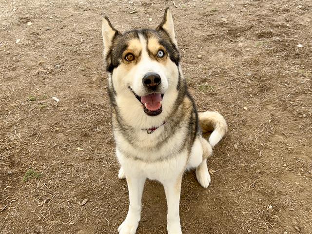 adoptable Dog in Orange, CA named NILES