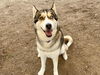 adoptable Dog in  named NILES
