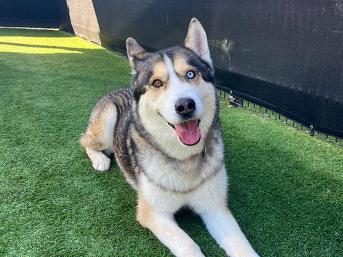 NILES - Siberian Husky available for adoption