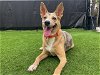adoptable Dog in orange, CA named ALMA