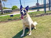 adoptable Dog in Orange, CA named SABO