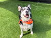 adoptable Dog in  named ZEUS