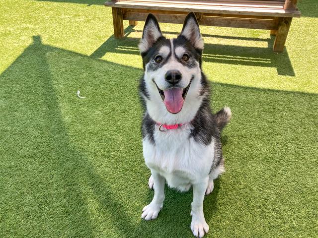 adoptable Dog in Orange, CA named ZEUS