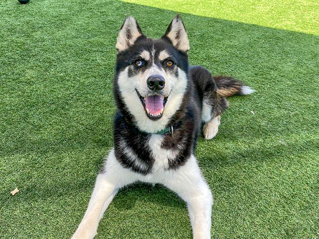 adoptable Dog in Orange, CA named STRIKER