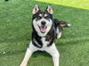 adoptable Dog in  named STRIKER