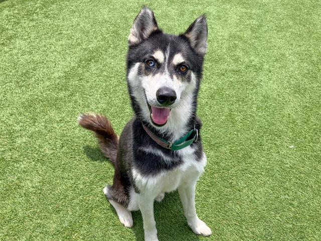 adoptable Dog in Orange, CA named STRIKER