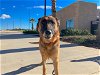 adoptable Dog in orange, CA named DUDETTE
