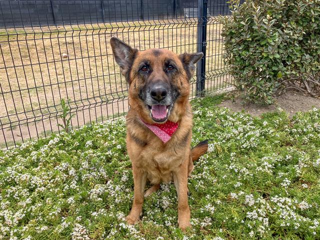 adoptable Dog in Orange, CA named DUDETTE