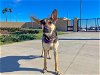 adoptable Dog in orange, CA named BONNIE
