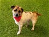 adoptable Dog in orange, CA named ANCHOR