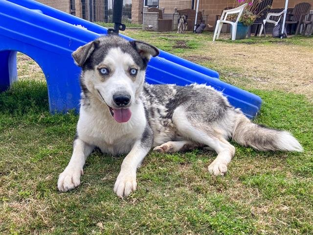adoptable Dog in Orange, CA named OZZY