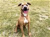 adoptable Dog in orange, CA named LEWIS