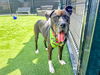 adoptable Dog in Orange, CA named KOREY